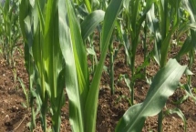 晋鹏玉505玉米种子产量特性，适宜播期4月下旬至5月上旬