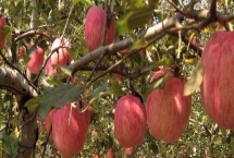 果树节水技巧，应适时节水灌溉