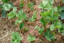 草莓老苗怎么处理，老苗需要断老根