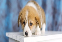 狗狗吃石榴籽怎么办，量少是可以拉出来的