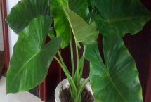 滴水观音冬天怎么养，将植株移到温暖的室内养殖