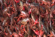 一亩小龙虾的利润,通常为2000-3000元左右