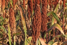 什么高粱亩产2000斤,目前没有亩产2000斤的品种