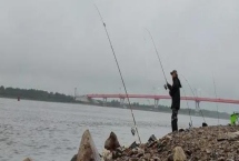 钓淡水鲳鱼用什么饵料,首选的饵料就是荤饵