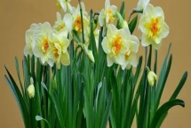 水仙一盆适合种多少棵，小盆适合种植一棵