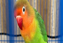 判断鹦鹉身上有虫的方式，常表现为羽毛杂乱且精神紧张