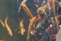 锦鲤身上有白霜如何解决，可单独饲养并用杀菌药物浸洗治疗