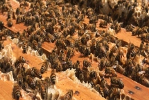 夏季蜂群的管理要点，核心工作是防暑降温