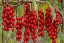 五味子为何不结果，一般是由于授粉不足导致