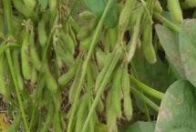 海研豆6号大豆种子产量特性，早熟品种