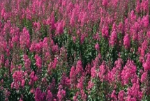 天鹅绒花的养殖方法，选择肥沃、疏松的酸性土壤