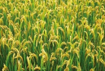 佳禾336水稻品种特性，一般6月中下旬播种
