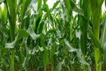 FSZW21玉米品种的特性，中抗大斑病