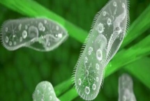 草履虫如何繁殖，可无性生殖也可有性生殖