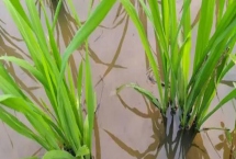 水稻分蘖期怎么管理，需做好追肥、晒田、除草等工作