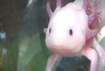 六角恐龙鱼逐渐死亡的原因，一般是生病、缺氧、水温过高造成