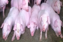 怎么避免猪应激，夏季需注意防暑降温