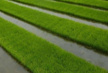 亿源3水稻品种特性，普通粳稻品种