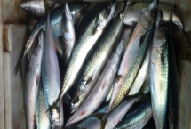 鲐鲅鱼和鲅鱼一样吗，二者不是同一物种