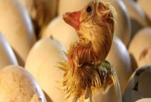 鹅蛋孵化多少天出小鹅，机器孵化通常为30天左右