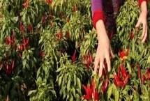 山西省襄汾县的特产，有中国最大的地黄药材营销基地