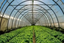 冬季如何快速提高棚室地温，封冻前铺防寒草效果好