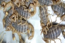 蝎子的养殖方法，合理喂食是成功的关键