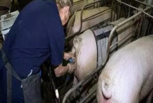 给母猪输精的方法，不能多次使用一次性输精管