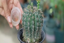 仙人球怎么浇水，根据季节调整浇水频率