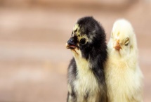 养小鸡怎么养，破壳二十四小时内喂食开水