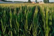 沁丰12玉米品种的特性，注意防治丝黑穗病