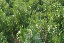 蚕豆的产地，分布于全国大多数省份