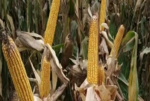吉兆6号玉米种简介，密度4500株/亩左右