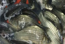 鲫鱼怎么养殖才能长得快，鱼苗长到15厘米以后需补充蛋白质