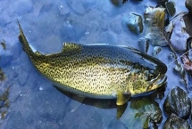 鳟鱼适合用什么饵钓，真饵和拟饵都适用