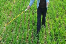麦田杂草有什么发生规律，秋季发生密度高危害大
