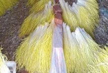 蒜黄的种植方法，播种后要覆盖细沙、再拍实压平