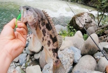 如何判断河里是否存在鳜鱼,鳜鱼常栖息在水质洁净的地方