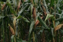 浚单1618玉米种简介，生长周期约为103天左右