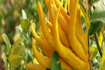 佛手的栽培要点，可以选择种子繁殖、扦插繁殖或压条繁殖