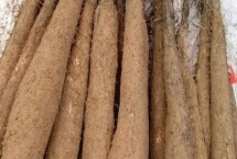 广东阳山县的特产，洞冠梨是当地特有的珍果