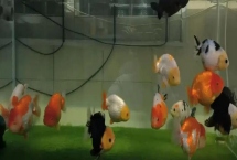 养金鱼的技巧，定期消毒可降低患病几率