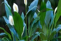 白掌怎么分株，5-6月份进行为佳