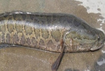 野生黑鱼和养殖黑鱼的区别，外表及口感均不同