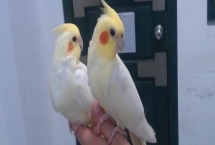 黄化玄凤鹦鹉秃头和不秃头的区别，区别在于它们头部的羽毛