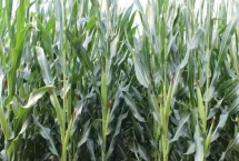 DM139玉米品种的特性，春播出苗至成熟129天