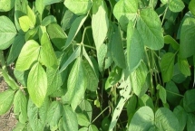 桂夏豆119大豆品种特性，适当调整种植密度