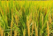 水稻对肥料的需求特点,需控施氮肥、重视施用磷钾肥