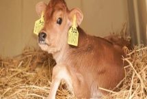 养一头牛一年的纯利润，利润为5700-5900元左右