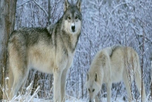 狼是不是哺乳动物,属于哺乳动物